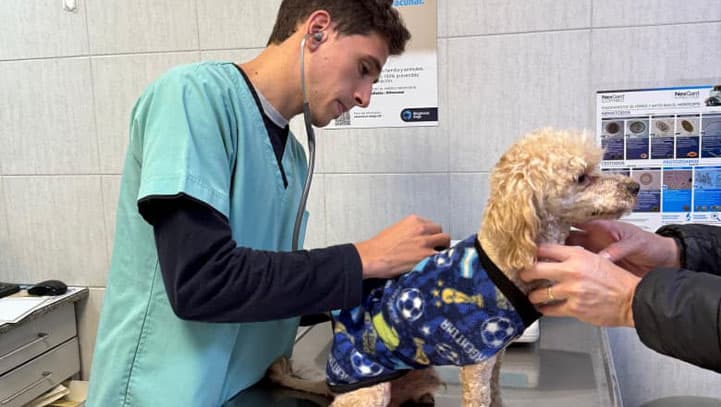 Equipo veterinario atendiendo